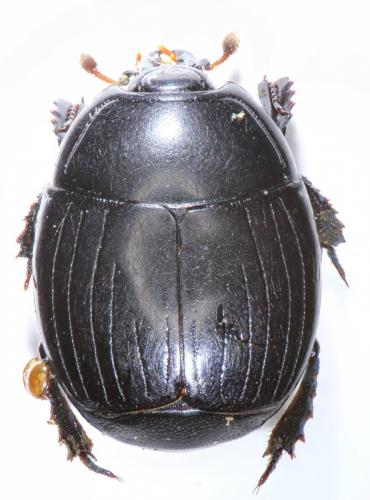 Margarinotus ventralis
